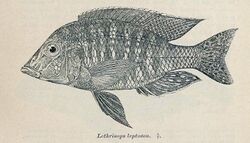 Lethrinops leptodon.jpg