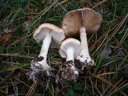 Leucocortinarius bulbiger 42075.jpg