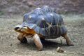 Lightmatter tortoise.jpg