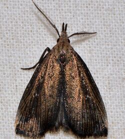 Macrochilo orciferalis - Bronzy Macrochilo Moth (16035131526).jpg