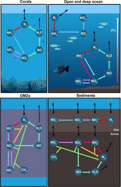 Main marine nitrogen cycles.jpg