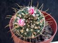 Mammillaria mainiae.jpg