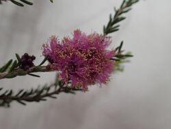 Melaleuca lateralis flowers.jpg