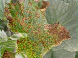 Melon Necrotic Spot Virus on Older Leaves.png