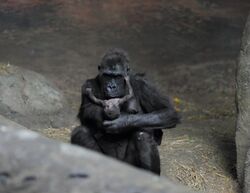 Moka with baby gorilla at Pittsburgh Zoo 8, 2012-02-17.jpg