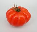 Monterosa tomato 2017 C1.jpg