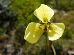 Moraea bellendenii Signal Hill.jpg