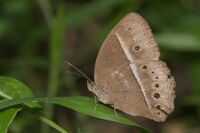 Mycalesis mineus-Kadavoor-2016-04-02-001.jpg