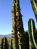 Myrtillocactus schenckii (5747071339).jpg