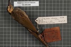 Naturalis Biodiversity Center - RMNH.AVES.134334 1 - Meliphaga obscura obscura (De Vis, 1897) - Meliphagidae - bird skin specimen.jpeg