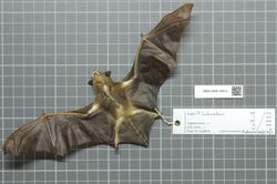 The image depicts a preserved bat corpse