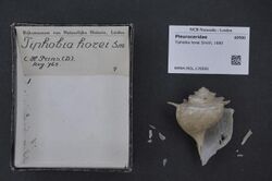 Naturalis Biodiversity Center - RMNH.MOL.170550 - Tiphobia horei Smith, 1880 - Paludomidae - Mollusc shell.jpeg