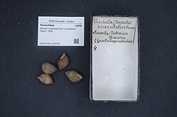 Naturalis Biodiversity Center - RMNH.MOL.265004 - Partula (Leptopartula) crassilabris Pease, 1866 - Partulidae - Mollusc shell.jpeg