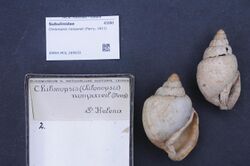 Naturalis Biodiversity Center - RMNH.MOL.269633 - Chilonopsis nonpareil (Perry, 1811) - Subulinidae - Mollusc shell.jpeg