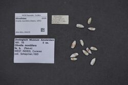 Naturalis Biodiversity Center - ZMA.MOLL.359235 - Olivella monilifera (Reeve, 1850) - Olivellidae - Mollusc shell.jpeg