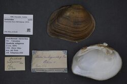 Naturalis Biodiversity Center - ZMA.MOLL.419105 - Fusconaia flava (Rafinesque, 1820) - Unionidae - Mollusc shell.jpeg