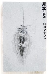 Nectocaris pteryx from the Burgess Shale; funnel is visible folded to left of specimen. Image from Smith (2013).[5]