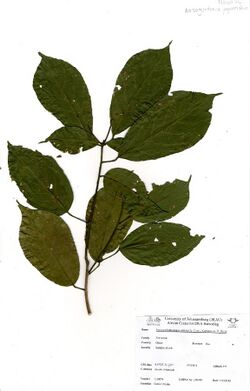Nesogordonia papaverifera (A.Chev.) Capuron ex N.Hallé (GH0276).jpg