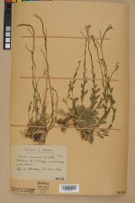 Neuchâtel Herbarium - Arabis collina - NEU000022312.jpg