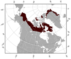 Northern Collared Lemming Dicrostonyx groenlandicus distribution map.png