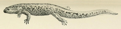 Onychodactylus japonicus.png