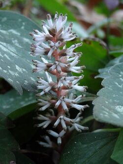 Pachysandra procumbens.jpg