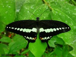 Papilio demolion.jpg