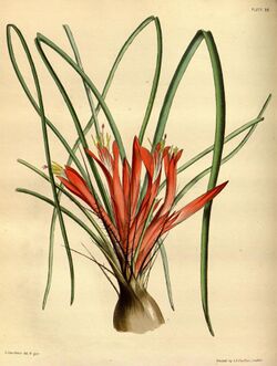 Pitcairnia heterophylla Paxton 86.jpg