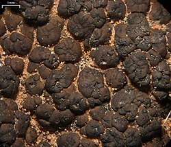 Placidium acarosporoides - Flickr - pellaea (1).jpg
