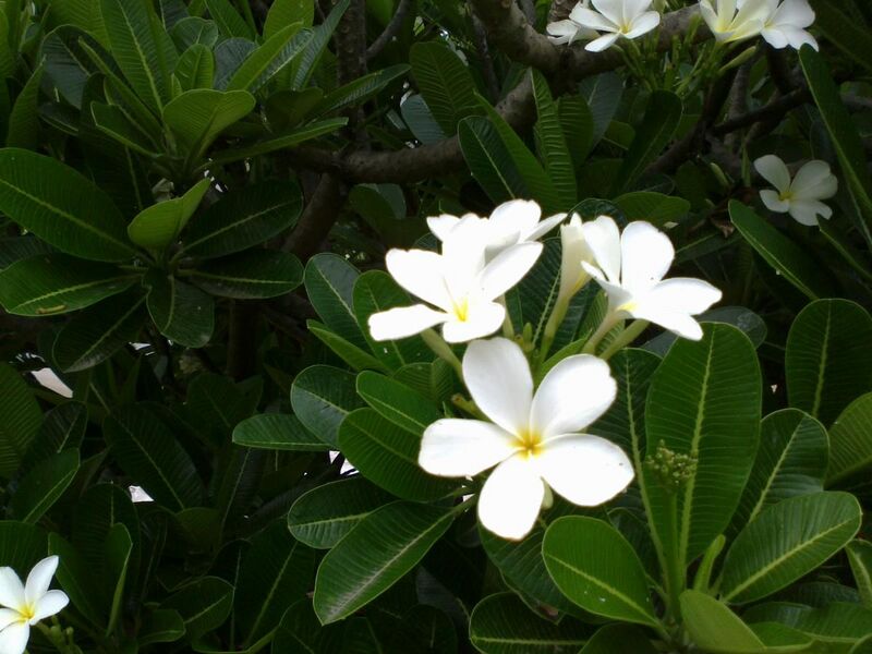 File:Plumeria White.jpg