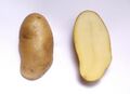 Potato cv MayQueen.jpg