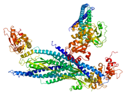Protein STAT5A PDB 1y1u.png