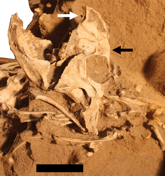 File:Protoceratops specimen block MPC-D 100 526 individual C.png