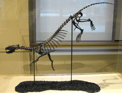 Puijila darwini (fossil).jpg