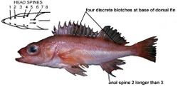 Pygmyrockfish.jpg