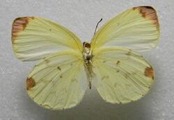 Pyrisitia leuce f ventral.jpg