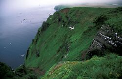 Red-legged Kittiwake colony, St. George Island, Alaska.jpg