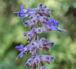 Blue-purple flowers in close-up