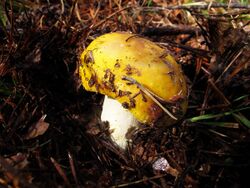 Russula Lutea (15178369514).jpg