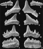 Rya Formation shark teeth - Synechodus - S. occultidens (A-G) & S. enniskilleni (H-J).jpg