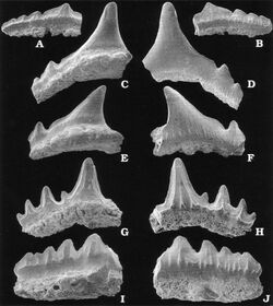 Rya Formation shark teeth - Synechodus - S. occultidens (A-G) & S. enniskilleni (H-J).jpg