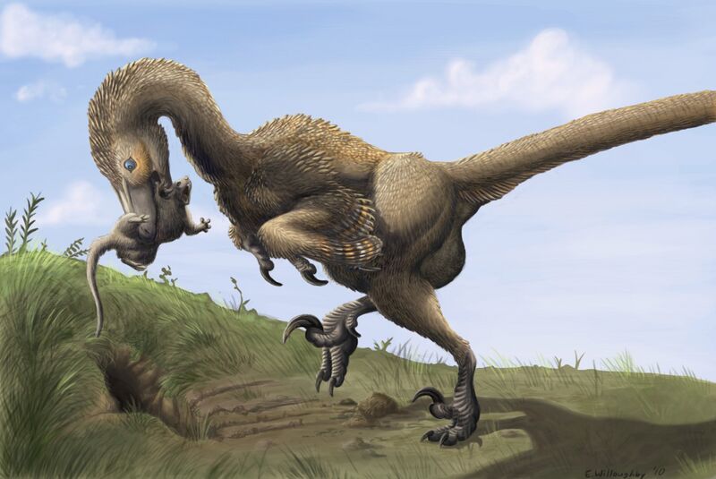 File:Saurornitholestes digging Burrows wahweap.jpg
