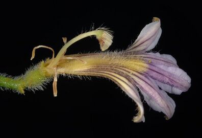 Scaevola parvifolia - Flickr - Kevin Thiele.jpg