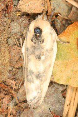 Schlaeger's Fruitworm Moth - Antaeotricha schlageri, Pickering Creek Audubon Center, Easton, Maryland.jpg