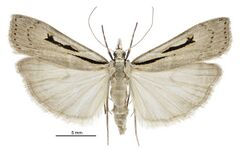 Scoparia rotuella female.jpg