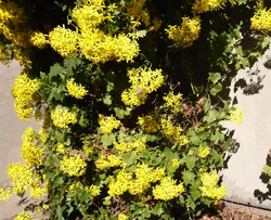 Senecio tamoides5.png