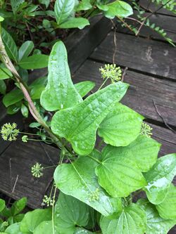 Smilax pseudochina.jpg