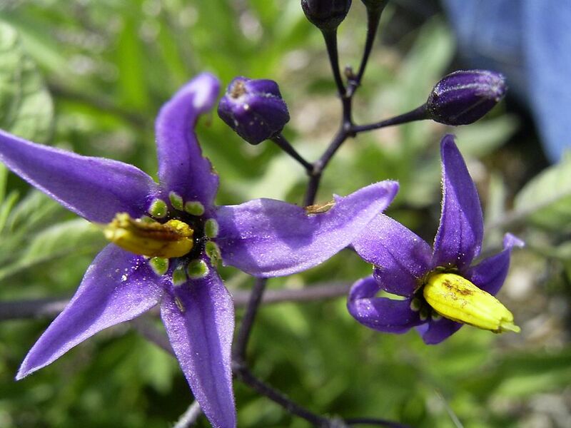 File:SolanumDulcamara-bloem-sm.jpg