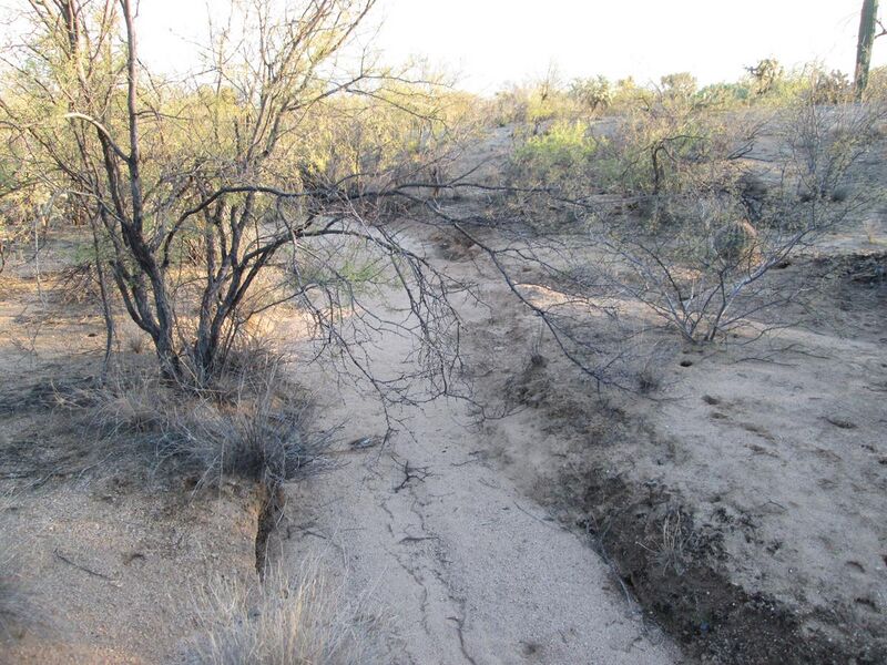 File:Sonoran Desert Arroyo Sahuarita Arizona 2013.jpg