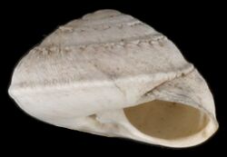 Sphincterochila cariosula shell.jpg